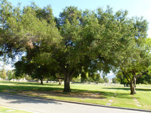 Load image into Gallery viewer, Interior Live Oak | Medium Tree Seedling | The Jonsteen Company