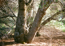 Load image into Gallery viewer, Interior Live Oak | Medium Tree Seedling | The Jonsteen Company