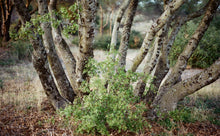 Load image into Gallery viewer, Interior Live Oak | Lot of 30 Tree Seedlings | The Jonsteen Company