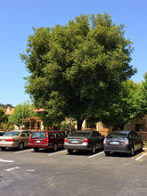 Load image into Gallery viewer, Interior Live Oak | Medium Tree Seedling | The Jonsteen Company