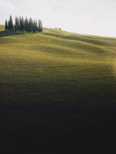 Load image into Gallery viewer, Italian Cypress | Small Tree Seedling | The Jonsteen Company