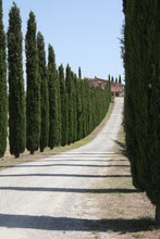 Load image into Gallery viewer, Italian Cypress | Medium Tree Seedling | The Jonsteen Company