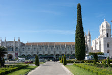 Load image into Gallery viewer, Italian Cypress | Small Tree Seedling | The Jonsteen Company