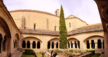 Load image into Gallery viewer, Italian Cypress | Small Tree Seedling | The Jonsteen Company