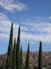 Load image into Gallery viewer, Italian Cypress | Medium Tree Seedling | The Jonsteen Company