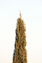 Load image into Gallery viewer, Italian Cypress | Medium Tree Seedling | The Jonsteen Company