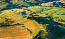 Load image into Gallery viewer, Italian Cypress | Small Tree Seedling | The Jonsteen Company