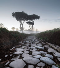 Load image into Gallery viewer, Italian Stone Pine | Small Tree Seedling | The Jonsteen Company