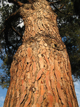 Load image into Gallery viewer, Italian Stone Pine | Small Tree Seedling | The Jonsteen Company