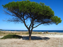 Load image into Gallery viewer, Italian Stone Pine | Small Tree Seedling | The Jonsteen Company