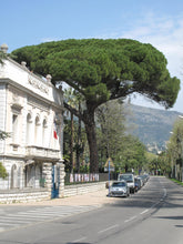 Load image into Gallery viewer, Italian Stone Pine | Small Tree Seedling | The Jonsteen Company