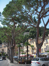 Load image into Gallery viewer, Italian Stone Pine | Small Tree Seedling | The Jonsteen Company