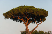 Load image into Gallery viewer, Italian Stone Pine | Small Tree Seedling | The Jonsteen Company