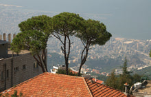 Load image into Gallery viewer, Italian Stone Pine | Small Tree Seedling | The Jonsteen Company