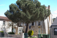 Load image into Gallery viewer, Italian Stone Pine | Small Tree Seedling | The Jonsteen Company