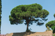 Load image into Gallery viewer, Italian Stone Pine | Small Tree Seedling | The Jonsteen Company