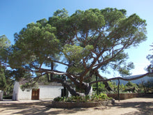 Load image into Gallery viewer, Italian Stone Pine | Small Tree Seedling | The Jonsteen Company