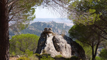 Load image into Gallery viewer, Italian Stone Pine | Small Tree Seedling | The Jonsteen Company