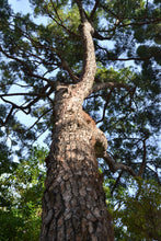 Load image into Gallery viewer, Italian Stone Pine | Small Tree Seedling | The Jonsteen Company