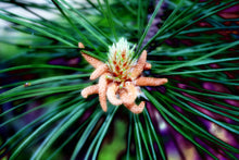 Load image into Gallery viewer, Italian Stone Pine | Small Tree Seedling | The Jonsteen Company