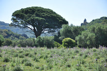Load image into Gallery viewer, Italian Stone Pine | Small Tree Seedling | The Jonsteen Company