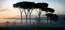 Load image into Gallery viewer, Italian Stone Pine | Small Tree Seedling | The Jonsteen Company
