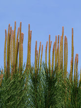 Load image into Gallery viewer, Italian Stone Pine | Small Tree Seedling | The Jonsteen Company