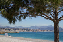 Load image into Gallery viewer, Italian Stone Pine | Small Tree Seedling | The Jonsteen Company