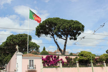 Load image into Gallery viewer, Italian Stone Pine | Small Tree Seedling | The Jonsteen Company