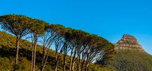 Load image into Gallery viewer, Italian Stone Pine | Small Tree Seedling | The Jonsteen Company