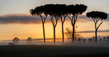 Load image into Gallery viewer, Italian Stone Pine | Small Tree Seedling | The Jonsteen Company