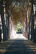 Load image into Gallery viewer, Italian Stone Pine | Small Tree Seedling | The Jonsteen Company