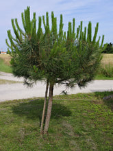Load image into Gallery viewer, Italian Stone Pine | Small Tree Seedling | The Jonsteen Company