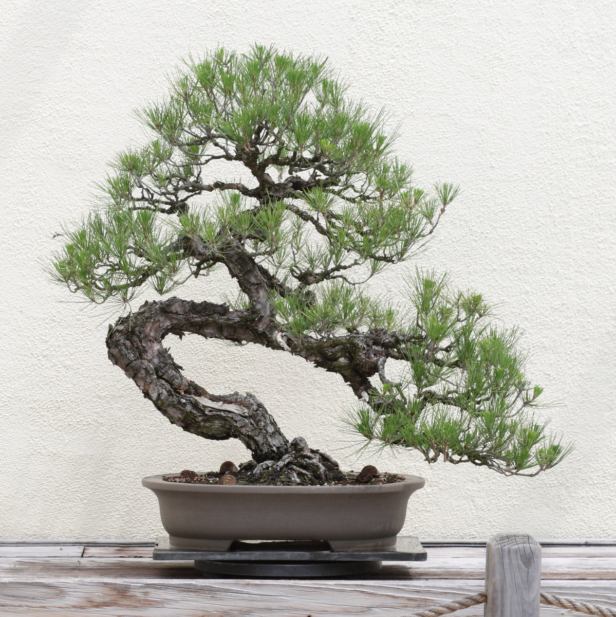 bonsai tree kit Japanese Black Pine