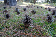 Load image into Gallery viewer, Japanese Black Pine | Small Tree Seedling | The Jonsteen Company