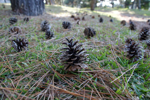 Japanese Black Pine | Small Tree Seedling | The Jonsteen Company
