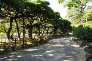 Japanese Black Pine | Medium Tree Seedling | The Jonsteen Company