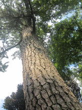 Load image into Gallery viewer, Japanese Black Pine | Mini-Grow Kit | The Jonsteen Company