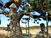 Load image into Gallery viewer, Japanese Black Pine | Small Tree Seedling | The Jonsteen Company