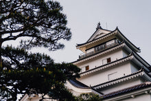 Load image into Gallery viewer, Japanese Black Pine | Small Tree Seedling | The Jonsteen Company