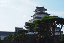 Load image into Gallery viewer, Japanese Black Pine | Medium Tree Seedling | The Jonsteen Company