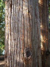Load image into Gallery viewer, Japanese Cedar | The Jonsteen Company