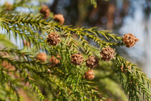 Load image into Gallery viewer, Japanese Cedar | XL Tree Seedling | The Jonsteen Company