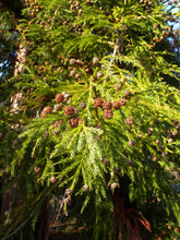 Load image into Gallery viewer, Japanese Cedar | Small Tree Seedling | The Jonsteen Company