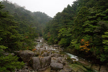 Load image into Gallery viewer, Japanese Cedar | The Jonsteen Company