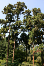 Load image into Gallery viewer, Japanese Cedar | The Jonsteen Company