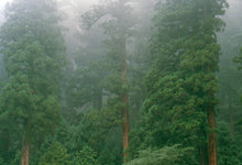 Load image into Gallery viewer, Japanese Cedar | The Jonsteen Company
