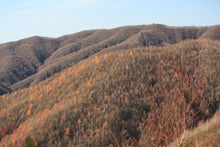Load image into Gallery viewer, Japanese Larch | Small Tree Seedling | The Jonsteen Company