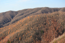 Load image into Gallery viewer, Japanese Larch | Medium Tree Seedling | The Jonsteen Company