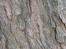 Load image into Gallery viewer, Japanese Larch | Small Tree Seedling | The Jonsteen Company